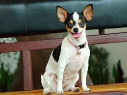 Check spelling or type a new query. What Is A Rat Terrier Chihuahua Rat Cha Mix Thegoodypet