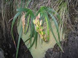 Image result for Aloe inyangensis