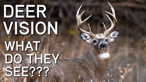 For years conventional wisdom was that deer were color blind. Deer Vision How It Works And What They See Deer Hunting Tips Youtube
