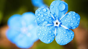 Download hd nature flower wallpaper for free. Wet Blue Flowers Hd Wallpaper 1920x1080 Id 61424 Wallpapervortex Com