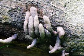 (fungi xylaria polymorpha aka dead man's toes fungus.) pic.twitter.com/n1ecadvthw. Dead Man S Finger Fungi Prescription For Murder