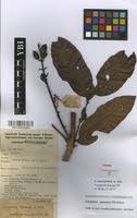 Image result for Sorindeia juglandifolia