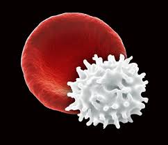 Shrinking of animal cells in hypertonic solution. Crenation Definition And Example