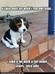 On this list of memes, you'll see dogs who are hiding from their responsibilities, dogs who are enjoying parenthood, and dogs who are simply being. I Has A Hotdog Nice Job Funny Dog Pictures Dog Memes Puppy Pictures Pictures Of Dogs Dog Pictures Funny Pictures Of Dogs Dog Memes Puppy Pictures Doge Cheezburger