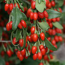 Lycium Barbarum Goji Sweet Lifeberry Growing Goji Berries Goji Berries Plant Berry Plants
