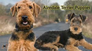 Golden doodle puppy for sale, ckc registered. Dog Facts And Information Airedale Terrier Puppies Youtube