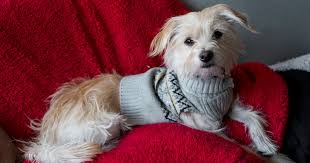 Make sure you check off every name in the family with this accessible christmas card list template to mark cards sent and received around the holidays. Happy Paw Lidays Enjoying The Holidays With Your Pets Aspca