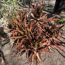 Image result for Aloe carnea