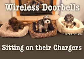 Upload a photo of your pet in alaska! Alaska S Chihuahua Rescue Home Facebook