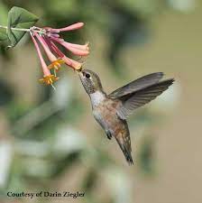 Honeysuckle For Hummingbirds Planting Instructions