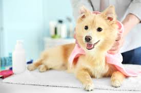 Grooming is an important part of your dog's overall health. Dog Salon Academy Of Dog Grooming Arts