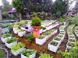 Apakah berbentuk kebun sayur, bunga atau yang lainnya. Mingguan Wanita Taman Sayuran Depan Rumah Kata Facebook