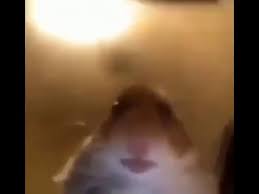 Hamster staring at face camera meme. Hamster Call Staring At Camera Meme 2019 Youtube