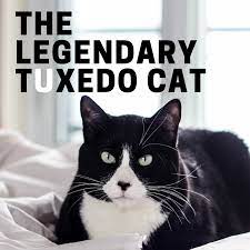 Tuxedo cat personality and traits. Guide To The Legendary Tuxedo Cat Pethelpful
