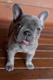 The french bulldog is nicknamed frenchie. The Beagle Is A Type Of Small Hound Originally Reproduced As Scent Hounds To Help Hunters They Are Wi French Bulldog Puppies Bulldog Puppies Cute Baby Animals