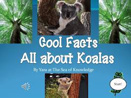 This Powerpoint Presentation Teaches Students All About Koalas It Includes Interesting Facts About Koalas Their Habi Fun Facts Powerpoint Presentation Koalas