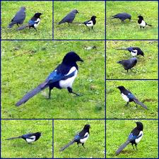 Woran das liegt, ob sie das tier vertreiben dürfen und mehr über den vogel, erfahren sie in unserem steckbrief. K Ein Ungleiches Paar Elster Pica Pica Mit Dohle Corvus Monedula