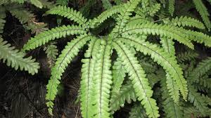 Image result for Adiantum hispidulum