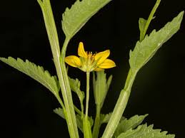 Image result for Calostephane divaricata