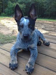 Hank Love My Blue Heeler Australian Cattle Dog Cattle Dog Heeler
