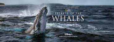 46,843,856 likes · 227,467 talking about this. National Geographic Home Facebook