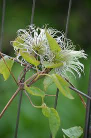 Image result for Clematis