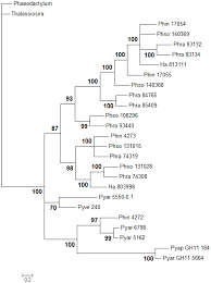 Check spelling or type a new query. Plos One Carbohydrate Active Enzymes In Pythium And Their Role In Plant Cell Wall And Storage Polysaccharide Degradation