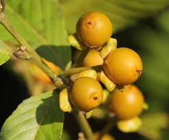 Image result for Hugonia platysepala