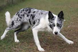 Diluted coat colours, blue merle, and lilac and white. Blue Merle Border Collie Tell Me I Don T Know What Breed My Dog Is Again And I Will Slap You Across The Face Dogs Koolie Dog Dog Breeds