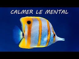 Musique Relaxante Et Les Sons De La Nature Youtube Musique Douce Musique Musique Relaxante