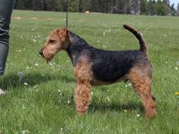 Image result for velšteriér