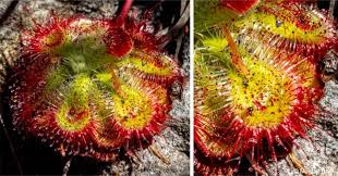 Image result for Drosera burkeana