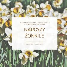 Zobacz profesjonalny wzór cv po angielsku, przykłady gotowych treści do english cv oraz kreator angielskiego skrót cv po angielsku ma różne znaczenie w zależności od tego, gdzie jest używany. Narcyzy Zonkile Charakterystyka Pielegnacja I Popularne Gatunki Cebule Kwiatowe Pl