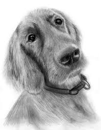 Next, draw a line that goes on top of the ovals and another line that goes under them. Realistic Dog Sketch At Paintingvalley Com Explore Collection Of Realistic Dog Sketch
