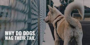 Why Do Dogs Wag Their Tails Instincts Emotions Faq