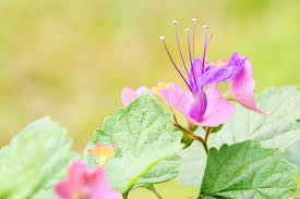 Image result for Karomia