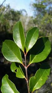 Image result for Eugenia aschersoniana