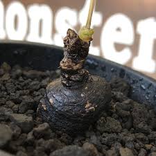 Image result for Monadenium discoideum