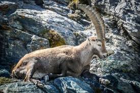 pin auf berggeiten en steenbokken