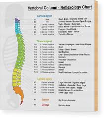 Vertebral Column Reflexology Chart Wood Print