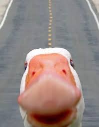 Duck Selfie Funny Lockscreen Phone Humor Cute Animal Photos