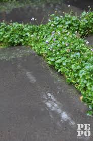 Viola Hederacea Groundcover Between Stone Paving Paddington Courtyard Garden By Pepo Botanic Design Australian Garden Courtyard Garden Garden Design
