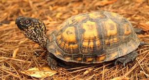 Common box turtles have many needs, and it is extremely important for pet owners to be aware of these needs. Basic Information Sheet Box Turtle Lafebervet