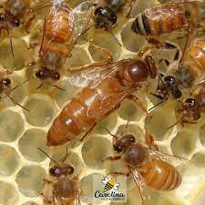 In theaters and available to rent or buy on apple tv, vudu and other streaming platforms and pay tv operators. The Role Of A Queen Bee In A Hive Carolina Honeybees