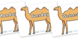 Which word are we looking for? Days Of The Week On Camels Teacher Made