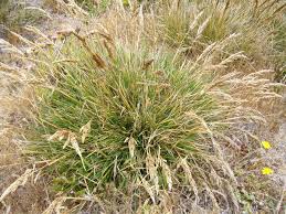 Image result for Eragrostis caespitosa