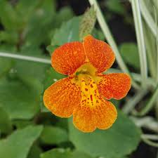 Image result for Mimulus
