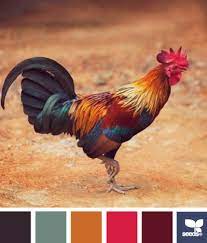 Check spelling or type a new query. Rooster Color Design Seeds Color Inspiration Rooster