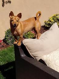 The good samaritan who found her brought her to guardian angel pet rescue and now she is this beauty. Testimonials Doggie Bonez Dog Puppy Rescue