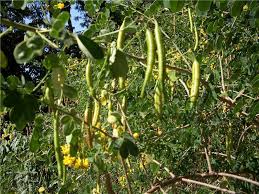 Image result for Senna bicapsularis